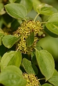 David Plant Photography - Wildlife Photography - Buckthorn - B